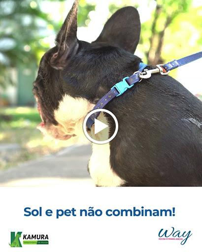 Sabe os cães braquicefálicos, os queridinhos que apresentam uma cabeça de formato “achatado” e o focinho de tamanho “encurtado”. Eles conquistaram a todos por serem tão fofos, mas atenção, pois essa turminha é frágil e requer atenção, e uma dessas fragilidades é a dificuldade para respirar.  Assista o nosso vídeo e fique atento, principalmente em dias quentes.