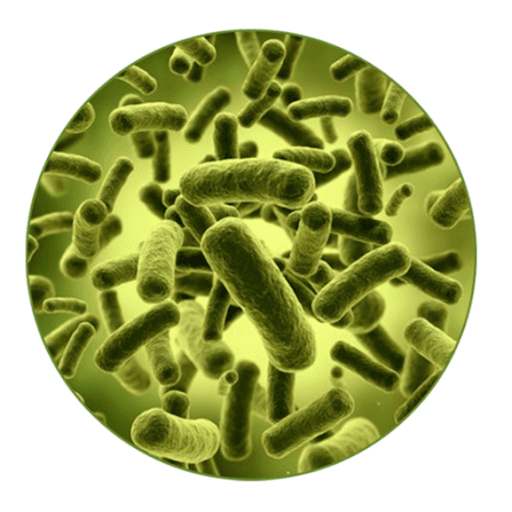 Bifidobacterium bifidum (Lm90) LEMMA - Bifidobacterium bifidum é uma bactéria que normalmente habita o intestinal saudável. Auxilia nas desordens gatrointestinais como diarreia, constipação, flatlência, dor abdominal e dispepsia, reforaça a imunidade, melhora os sintomas relacionadas a Síndrome do Intestino Irritável, atua na redução do colesterol, auxilia no controle da diabetes gestacional.