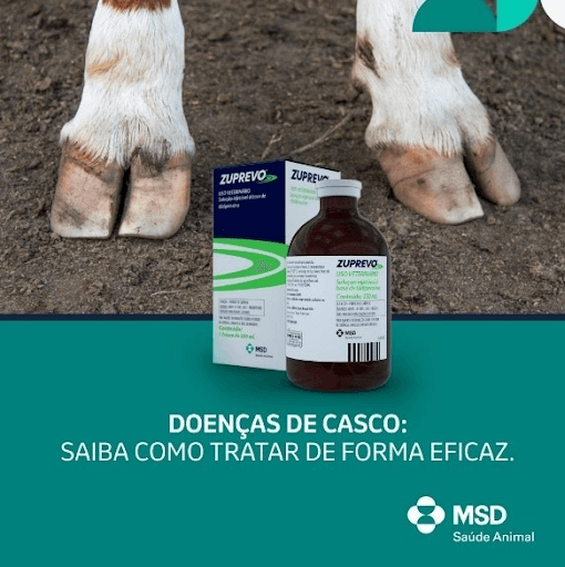 Doenças de Casco: Saiba como tratar de forma eficaz - No rebanho brasileiro, principalmente na pecuária leiteira, as doenças de cascos em bovinos são muito comuns e representam cerca de 60% dos casos de claudicação ou manqueira, comprometendo o bem-estar e a produtividade. Essas lesões causam dor intensa, dificultam a locomoção e acarretam perda de peso, queda na produção de leite e prejuízos econômicos. Distúrbios nutricionais, superfícies irregulares e duras ou que não são limpas regularmente ou casqueamento incorreto, são exemplos de causas que podem levar à essas lesões. Para o tratamento dessas lesões, você médico veterinário ou pecuarista podem contar com Zuprevo® da MSD Saúde Animal®. Com ação a partir de 23 minutos e duração de até 28 dias, e à base de Tildipirosina, uma molécula exclusiva, Zuprevo® faz um tratamento eficaz contra as doenças de casco, protege seu lucro e reduz perdas e mortalidade. 

MSD Saúde Animal.
