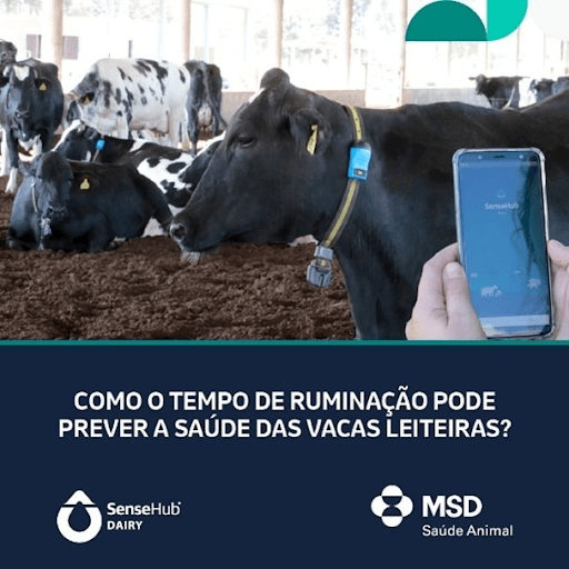 COMO O TEMPO DE RUMINAÇÃO PODE PREVER A SAÚDE DAS VACAS LEITEIRAS? - O tempo de ruminação é um dos indicadores mais sensíveis da saúde das vacas leiteiras, sinalizando alterações de bem-estar, desempenho e saúde antes mesmo dos sinais clínicos surgirem. Estudos mostram que reduções no tempo de ruminação estão associadas a distúrbios do periparto, como cetose, retenção de placenta e metrite, impactando negativamente no desempenho reprodutivo. Por isso, o monitoramento do tempo de ruminação é muito importante, principalmente em fases em que os animais estão submetidos a estresses consideráveis. Com SenseHub® Dairy, da MSD Saúde Animal, você monitora em tempo real a ruminação e outras informações de cada vaca, individualmente e em grupo. Você recebe alertas sempre que há alguma alteração, antecipando problemas de saúde e reprodução, permitindo agir rapidamente, implementar manejos preventivos e garantir mais produtividade e bem-estar no rebanho. Entre em contato com a central Allflex via WhatsApp para saber mais: (11) 4004-4874.



MSD Saúde Animal.