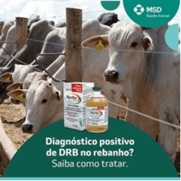 Diagnóstico Positivo De Drb No Rebanho? Saiba Como Tratar - As DRBs (Doenças Respiratórias Bovinas) são responsáveis por 45% dos casos de morbidade e 32% de mortalidade no rebanho*. Fatores como estresse, origem dos animais, tempo de viagem superior a 8 horas e épocas do ano mais críticas — como o inverno, devido à poeira e inversão térmica — aumentam o risco de ocorrência dessas doenças.
Diante de um diagnóstico positivo para DRB, é fundamental agir rapidamente para minimizar perdas e manter o desempenho do lote. Isole os animais acometidos, evitando a disseminação, e reforce o manejo sanitário, a ventilação e o bem-estar do rebanho.
Além disso, inicie o tratamento com um produto eficaz, como Resflor® Gold, da MSD Saúde Animal. Ele combina ação antibiótica e anti-inflamatória em um único produto, combatendo o foco da infecção e reduzindo dor, febre e inflamação. Acelere a recuperação dos seus animais com Resflor® Gold!

Consulte seu médico-veterinário e saiba mais sobre o produto.

*Fonte: CONFFOCO Consultoria, 2023.

MSD Saúde Animal.